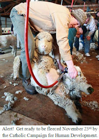 Shear the sheep